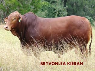 Bryvonlea Kieran